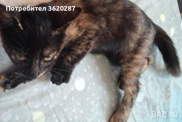 Бездомно женско коте, снимка 5 - Други - 55446529