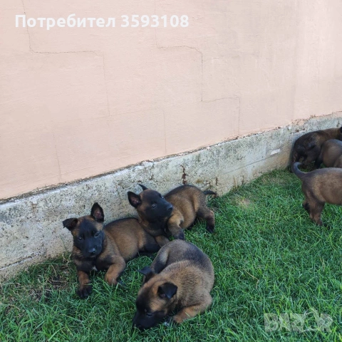 Кученца порода Малиноа EU