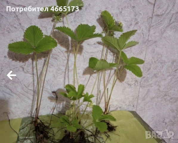 Разсад горска Ягода, 65 броя, снимка 2 - Разсади - 54840254