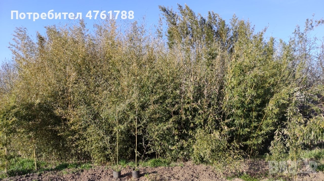 Студоустойчиви бамбуци Fargesia, Phyllostachys, Semiarundinaria, снимка 5 - Градински цветя и растения - 54077874