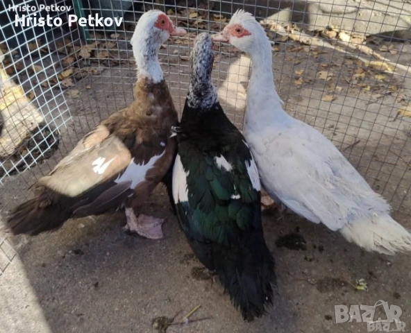 Продавам неми Патици и Патори 