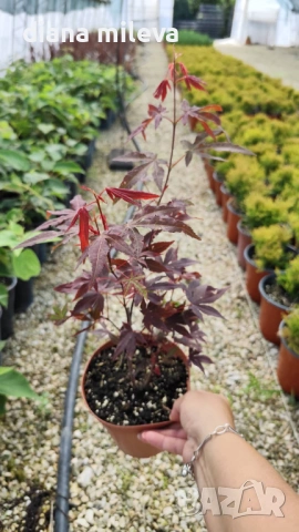 Японски Клен, Аcer palmatum Аtropurpureum, снимка 7 - Градински цветя и растения - 54946448