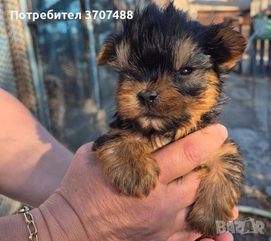 Йоркширски териер 