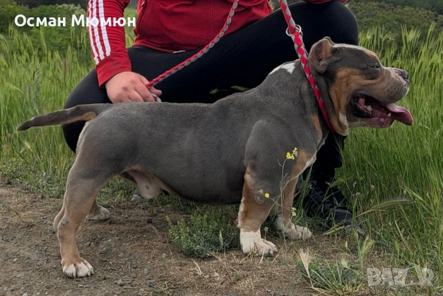 Американско були ПОКЕТ / American bully POCKET, снимка 5 - Други - 55093128