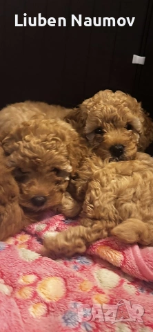 Той пуделчета,момче и момиче., снимка 2 - Померан - 54276087