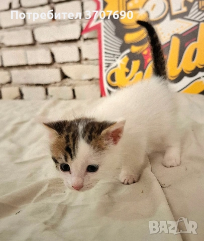 Подарява се малко котенце – спешно търси дом!, снимка 6 - Други - 54596998