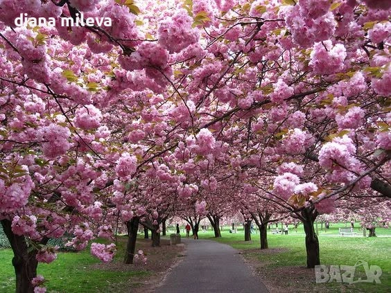 Японска Вишна Канзан, Сакура, Prunus Serrulata Kanzan, снимка 3 - Градински цветя и растения - 55161099