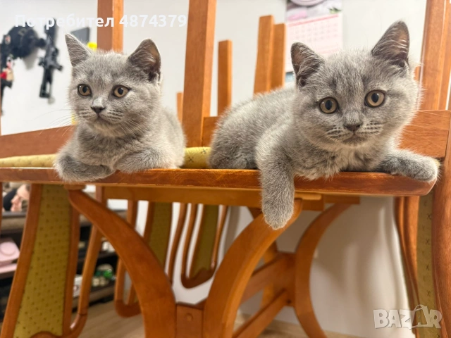 🐾 Прекрасни женски котенца Британска късокосместа търсят своя дом 🐾, снимка 5 - Британска късокосместа - 55143627