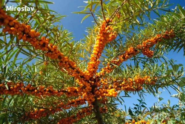 Облепиха (Hippophae), снимка 3 - Градински цветя и растения - 54688532