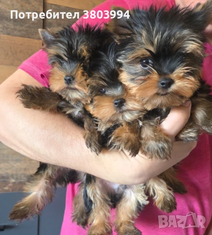 Чистокръвно Мини момиченце, снимка 14 - Йоркширски териер - 54243156