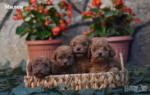 Той пудел Toy poodle