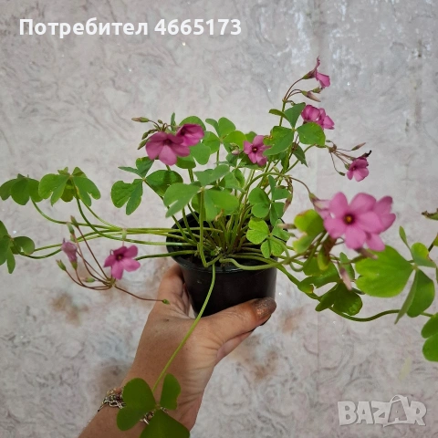 Оксалис /Детелина Бяла и Розова , снимка 13 - Градински цветя и растения - 54510708