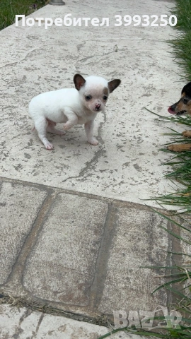 Мини чихо пинчери, снимка 3 - Пинчер - 51482455