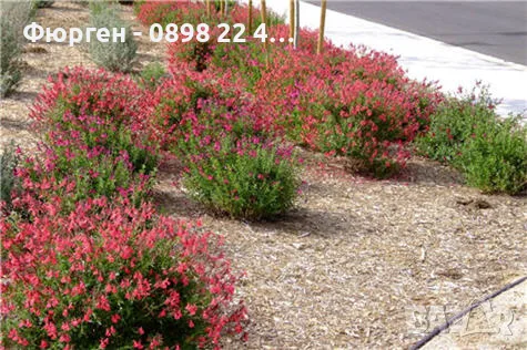 Салвия (Salvia greggii) 'Lipstick', снимка 6 - Разсади - 55344482