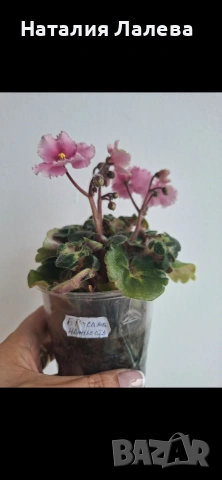 Мини сентполия БР- сама нежность спорт, снимка 4 - Стайни растения - 54289255