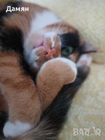 Трицветно коте, снимка 2 - Други - 54908445