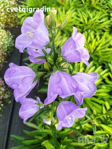 Campanula persicifolia (Кампанула)