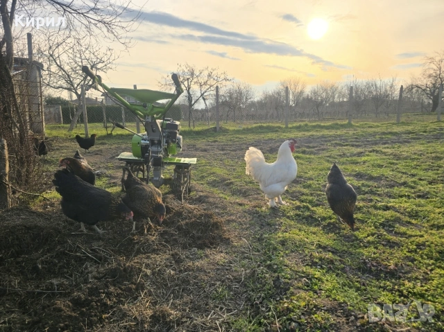 🥚 Домашни яйца от свободно отглеждани кокошки – Пловдив 🐓 , снимка 6 - други­ - 54726146