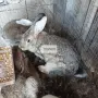 Домашни зайци на различна възраст, снимка 1