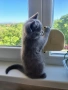 британски късокосмести котета, снимка 2