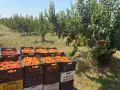 Кайсии за ракия в гр.София, снимка 2