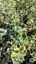 Джел, Илекс Сребърна Кралица, Ilex aquifolium Silver Queen, студоустойчив, многогодишен бодлив храст, снимка 6