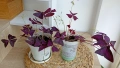 Оксалис Oxalis triangularis, снимка 1