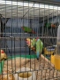 продавам гулдови папагалови и други амадини, снимка 8