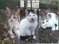 Котета търсят дом, снимка 1
