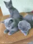 британски котенца , снимка 2