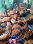 Млади ярки и петли, снимка 1
