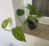 Дяволски бръшлян - Epipremnum Aureum и Hicolor , снимка 2