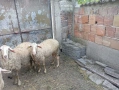 Продавам две овце., снимка 2