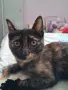 Бездомно женско коте, снимка 3