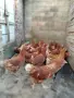 Ярки Ломан Браун , снимка 2