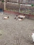 Петли патици гъски , снимка 6
