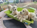 Продават се кокер шпаньоли, снимка 3