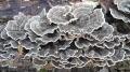 Trametes versicolor, Turkey tail, Трамерс ,Пуешка опашка , снимка 1