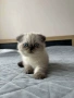 Малки шотландски котенца , снимка 6