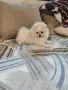 Померанче мъжко , снимка 1