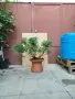 Бонсай заготовка Лигуструм, снимка 2
