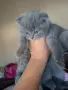 Шотландски котенца , снимка 5