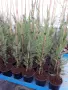     Кипарис Лейланди (Cupressocyparis leylandii) – Бързорастящ вечнозелен жив плет, снимка 5