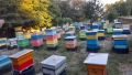 Пчелни семейства , снимка 3