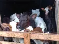 свободни бозайници и отбити телета, снимка 2