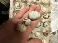 Пътпъдъчи яйца пресни за люпене, снимка 3