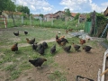 🥚 Домашни яйца от свободно отглеждани кокошки – Пловдив 🐓 , снимка 14