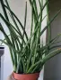 Сансевиера, sansevieria cylindrica, снимка 6
