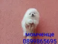 Мъжки и женски бели Померани. Реални снимки от 13.07.26 г., снимка 1