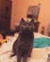 Котарак търси партньорка, снимка 4